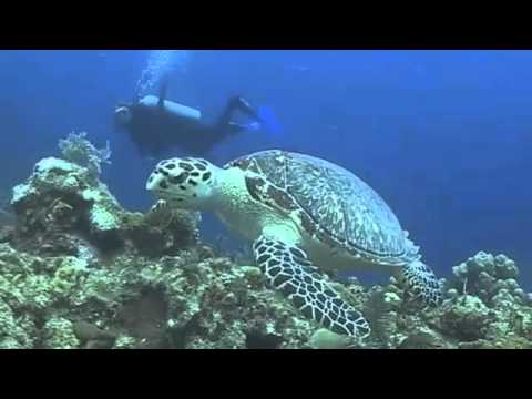 Russell & Jonathan Landrum diving the Turks & Caicos