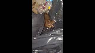 A Huge Rat In The Bronx. Una Rata Gigantesca Aki En El Bronx.