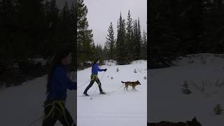 3 Tips for cross country skiing with your dog 🎿