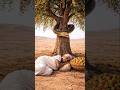 दादी को सांप ने काटा 😱 लेकिन कबूतर ने बुला लिए भगवान शिव 🕉️ #shorts #viral #trending #ytshorts