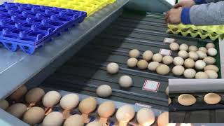 TD-101A egg grading machine