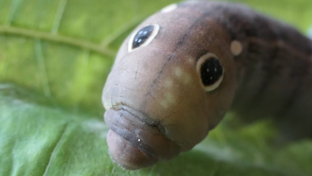 Esfinge de banda plateada (Hippotion celerio)