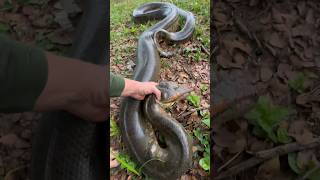 Looking for a 20 foot anaconda! #reptiles#wildlife#snake#animals#nature#anaconda#viral#shorts#funny