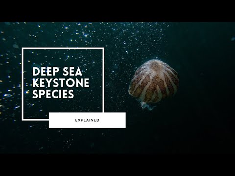 Keystone Species of the Deep Sea