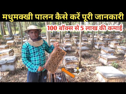 वीडियो: स्क्वैश मधुमक्खियां क्या हैं - जानें कि स्क्वैश मधुमक्खियों को अपने बगीचे में कैसे आकर्षित करें