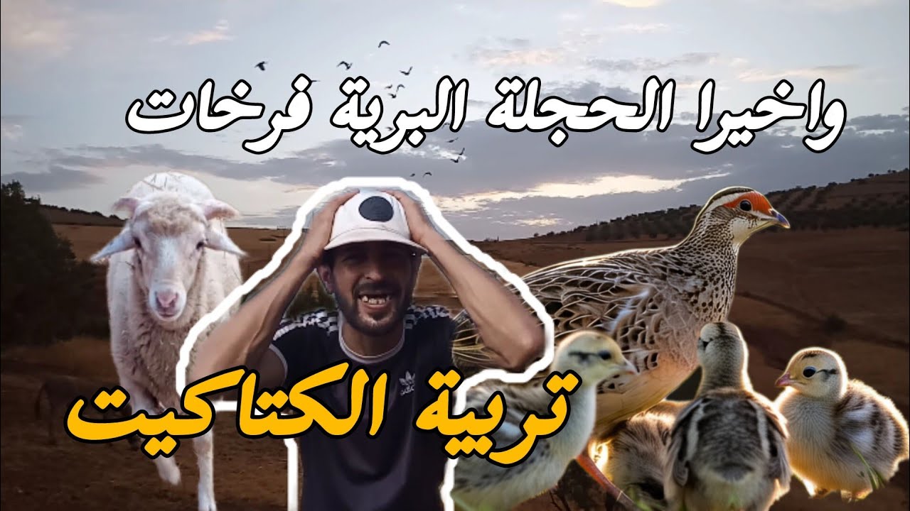 الحمد لله الحجلة لقيتها مخرجة ولادها كاملين