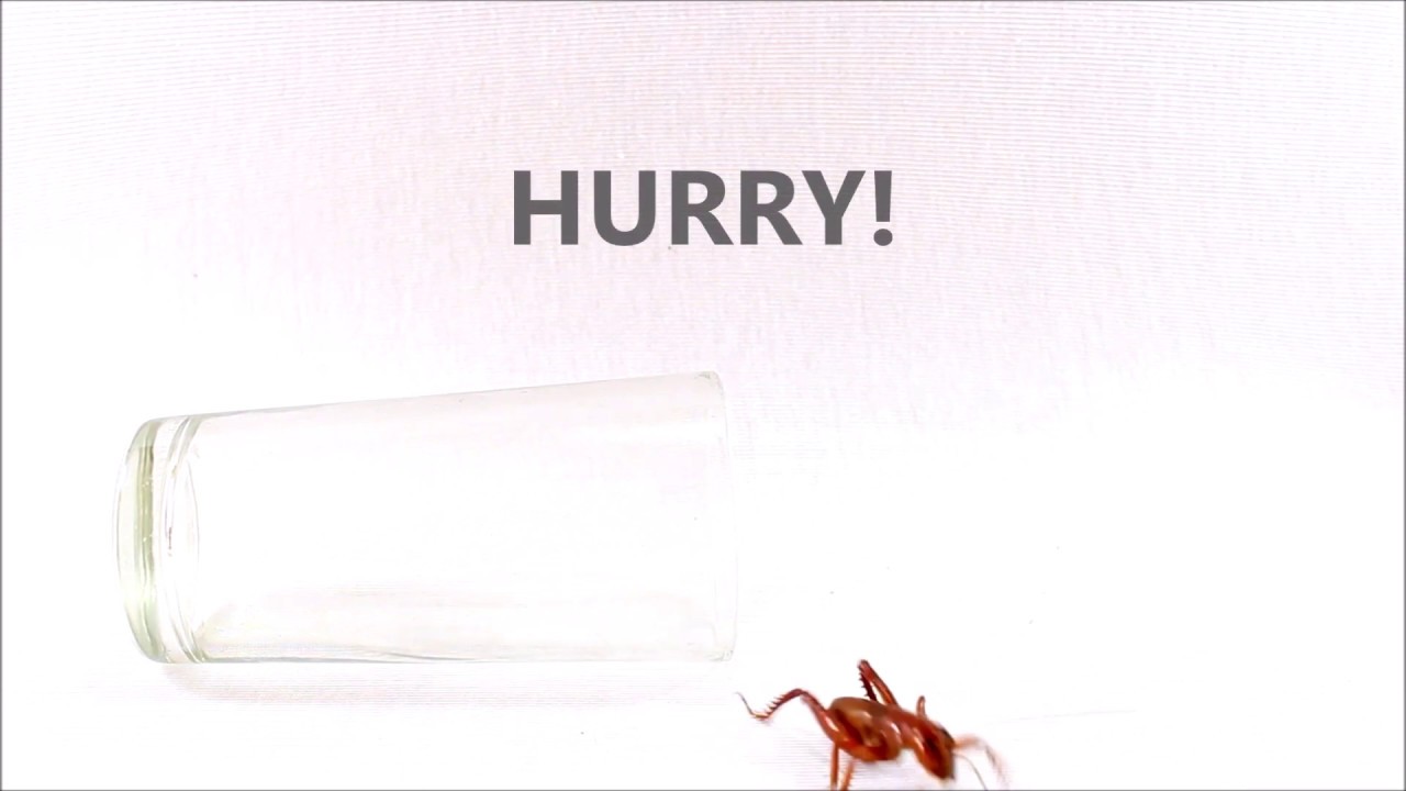 Get Better Pest Control Leads