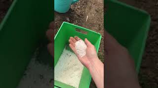 tomatoes and epsom salt