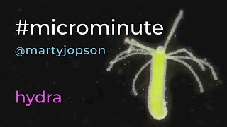 #microminute 0 hydra