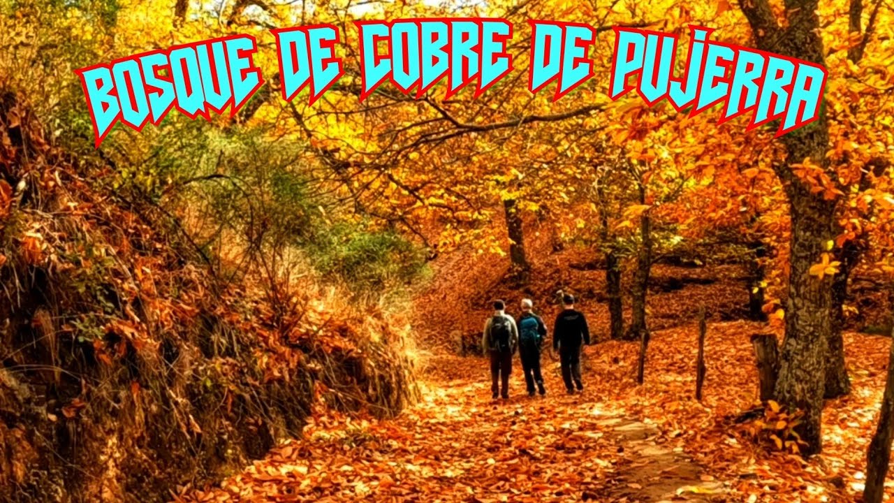 Лучший медный лес в Андалусии находится в Пухерре.