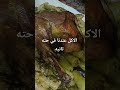ورك رومي مع شوية محشي تحفه 