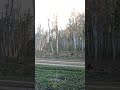 Karu ajas põtra taga ilmselt saagi saamise eesmärgil🌲 👀