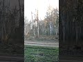 Karu ajas põtra taga ilmselt saagi saamise eesmärgil🌲 👀