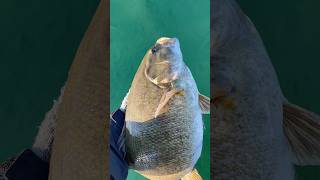 Magnum Clear Water Smallmouth Bass Fishing In Wisconsin