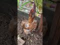 I got this chicken toy from Dollar Tree years ago. It’s a wire plant hanger. They really love it.