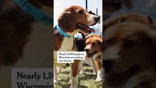 1,500 Beagles From Ridglan Farms Are Getting New Homes
