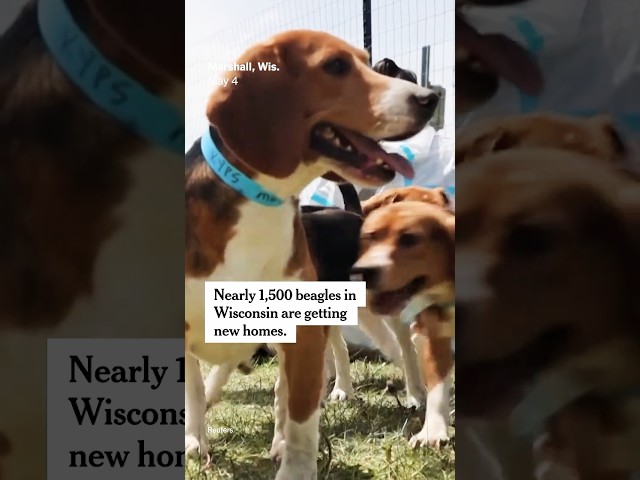 1,500 Beagles From Ridglan Farms Are Getting New Homes