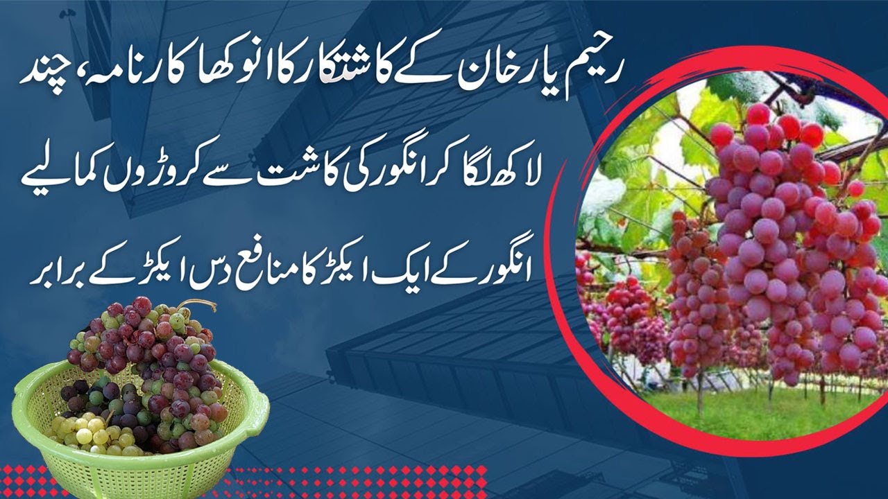 Grapes Farming In Punjab Pakistan Best Business Ideas Earn upto 5