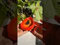 പപ്പായ 🤍 ഇഷ്ടപ്പെട്ടാൽ subscribe cheyyuuu #dailyshorts #diy #thehandmadens #malayalam #clayart