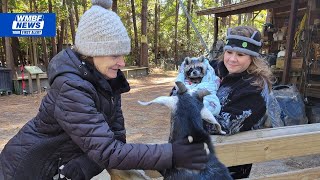 This Is Carolina: The wildlife haven giving animals a second chance