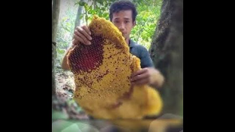Madu Odeng Khas Baduy Rangkasbitung/Ciboleger part 4