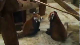 Cute Red Panda Pouncing
