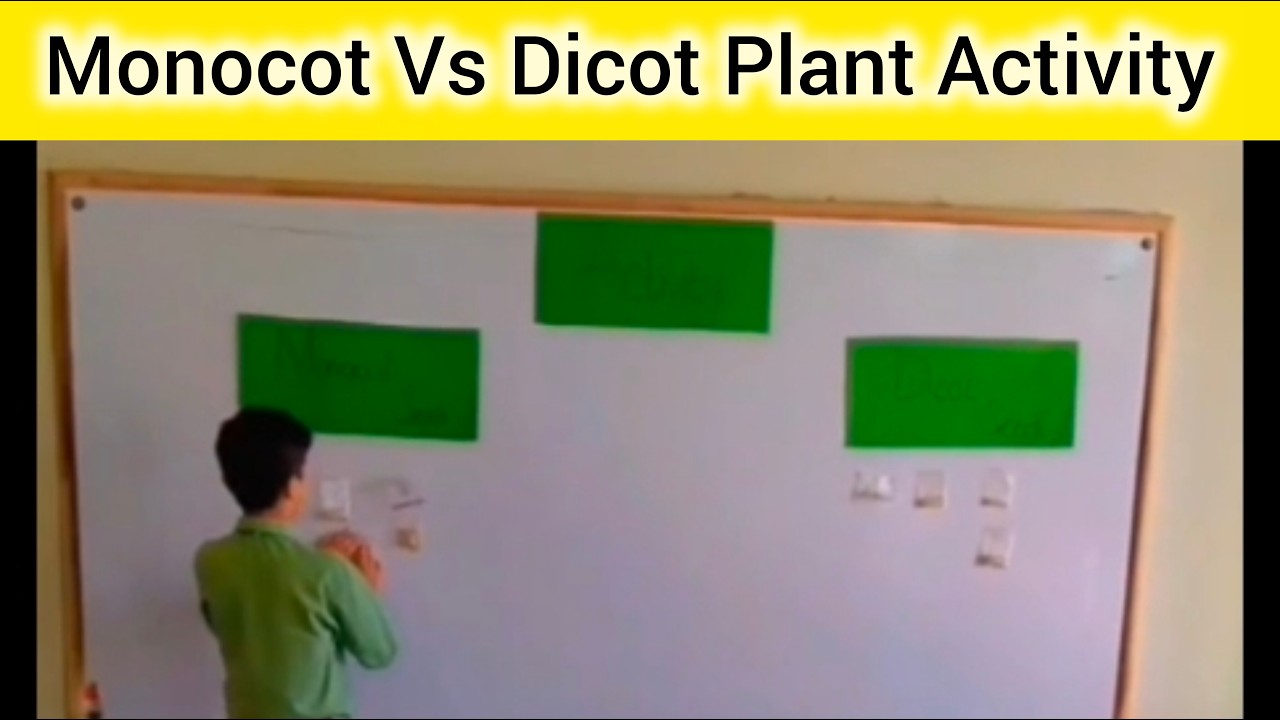 🌱 Monocot vs Dicot Plant Activity | Class 5 Science Practical 🌿🔬 - YouTube