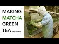 Making Matcha (step by step) - Spring Harvest