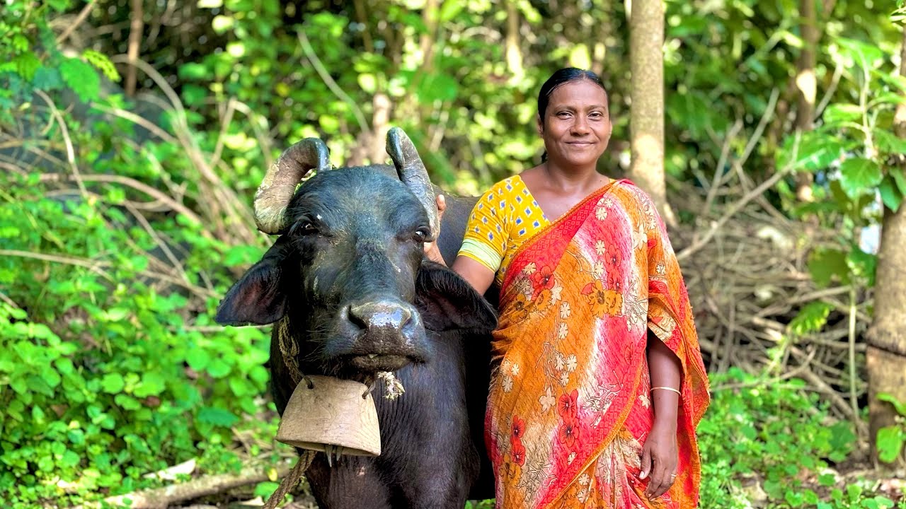 ఇవి మా ఇంట్లో ఉన్న గేదలు మిత్రమా - అమ్మకానికి 3 ఉన్నాయి - Anitha Vlogs !