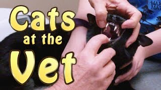 Cats at the Vet - Cat Song (Official Music Video) - N2 Cat Crew S1 Ep1 by N2 Cat Crew 157,999 views 6 years ago 3 minutes, 49 seconds