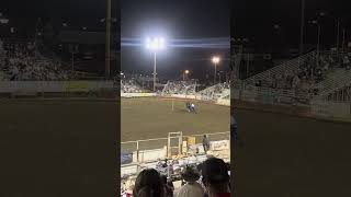 Mule Days 2026!! Chariot racing 🏁🫏🐴