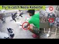 || Chhat Per Betha Kabootar Pakda || Try to catch Pigeon ||