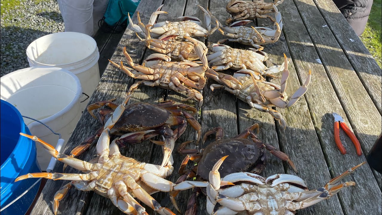Crabbing trip at Garibaldi Oregon YouTube