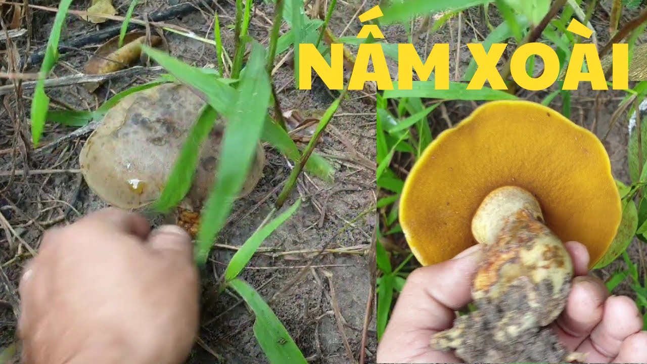 Hai nấm xoài và hái nấm mối - youtube