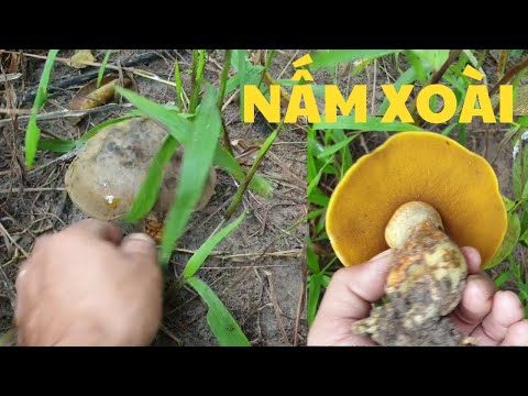 Video Hai nấm xoài và hái nấm mối - youtube