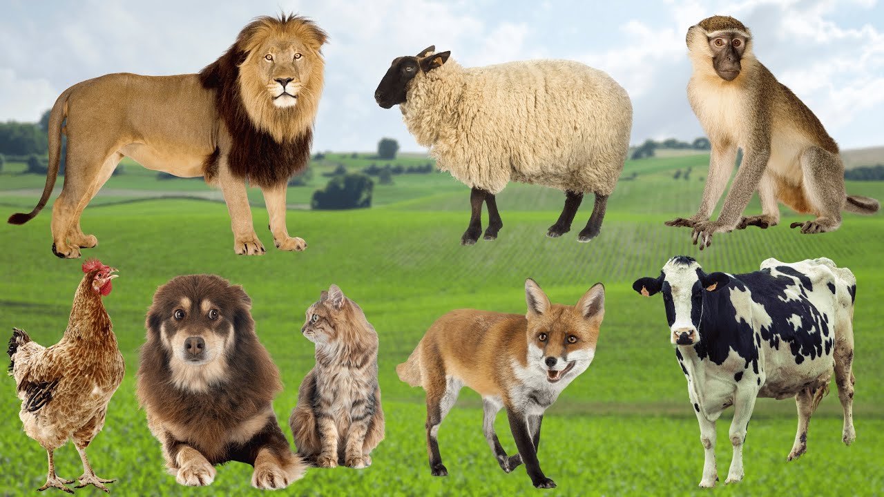 Best Animal Sounds – Dog, Monkey, Chicken, Dolphin, Lion | Real Animal Sounds
