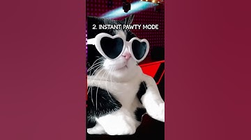 The 4 Stages of Catnip 😸🌱 #cats #catnip