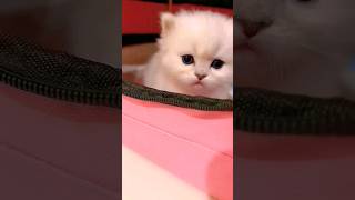 cute kitty #shorts #vets #cuteanimals #funnyanimals #moralstories