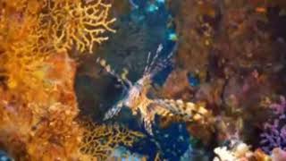4K Stunning Underwater Wonders of the Red Sea  Relaxing Music  Coral Reefs \& Colorful Sea Life
