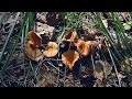 Как выйти живым из леса: пермских грибников предупреждают об опасности