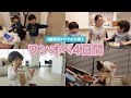 ワンオペ4日間の様子｜3歳編【双子ママの子育て】