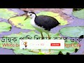 Dahuk pakhir duk | ডাহুক পাখির ডাক Mp3 Song