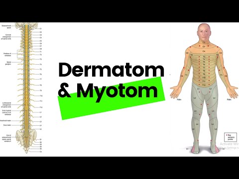 Dermatom dan Myotom