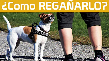 ¿Cómo debo regañar a mi perro?