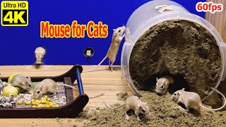 10-Hour Cat TV: Mouse Making Holes & Hide and Seek on Screen | 4K 60fps by Birder King Studio 723 views 11 days ago 10 hours