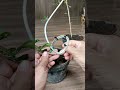 Trying to learn how to bend hokiantie material with Wire &amp; safe ‼️#asmr #bonsai #bonsaitree