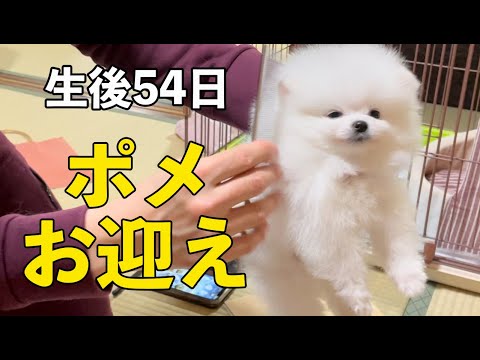 生後54日の白ポメラニアンの子犬をお迎え!ウトウト姿が可愛すぎた…!