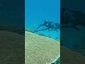 some wetsuits suck #freediving #scubadiving #underwater @ADRENO