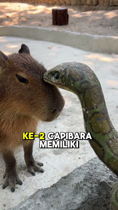 Fakta Unik Capybara !!! hewan yang jarang di mangsa predator !! #trending #shorts