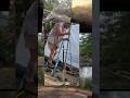 Jungle to homestead in 60 seconds 😵💫 #homestead #offgrid #bushcraft #axe #garden #diy #gardenscapes